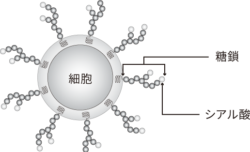 シアル酸とは イメージ画像